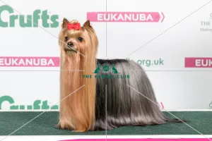 2018 Best in Breed Yorkshire Terrier
