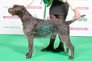 Sunday Prints: 2018 Gundog AV Import Griffon Korthals