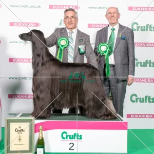 2018 Hound Group 2nd place Afghan Hound