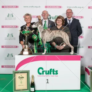 2018 Hound Group Winner Whippet