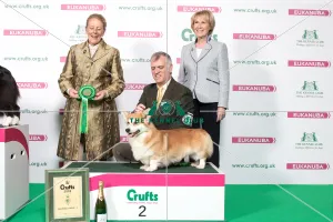 2018 Pastoral 2nd place Group Welsh Corgi (Pembroke)
