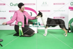 2018 Pastoral Group 3rd place Collie (Smooth) 2018 Pastoral Group 3rd place Collie (Smooth)