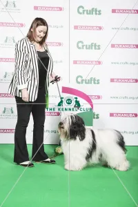 Polish Lowland Sheepdog