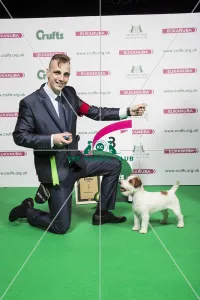 2018 Terrier Group 3rd place Jack Russell Terrier