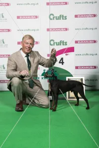 2018 Terrier Group 4th place Manchester Terrier