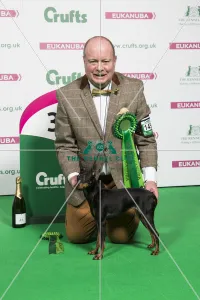 2018 Toy Group 3rd place English Toy Terrier (Black and Tan) 2018 Toy Group 3rd place English Toy Terrier (Black and Tan)