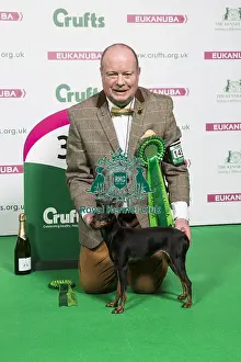 Best In Group Prints: 2018 Toy Group 3rd place English Toy Terrier (Black and Tan)