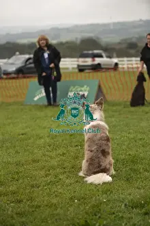 Dog Only Prints: 22/09/24 Cornwall Good Citizen Dog Scheme Scruffts