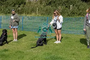 31st August 2024 Candid Shot Most Handsome Crossbreed Dog Class