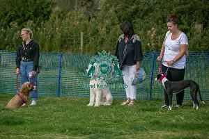 North East Dog Festival 2024 Prints: 31st August 2024 Candid Shot Prettiest Crossbreed Bitch Class