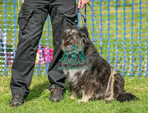 North East Dog Festival 2024 Prints: 31st August 2024 Scruffts Heats Dog Only Prettiest Crossbreed Bitch Class