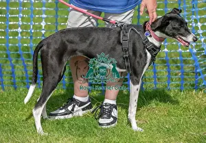 North East Dog Festival 2024 Prints: 31st August 2024 Scruffts Heats Dog Only Prettiest Crossbreed Bitch Class