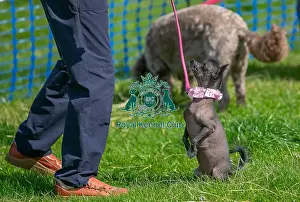 North East Dog Festival 2024 Prints: 31st August 2024 Scruffts Heats Dog Only Prettiest Crossbreed Bitch Class