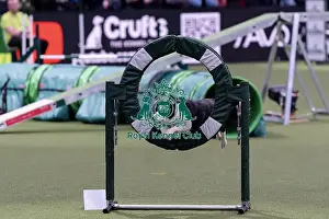 Scotland Prints: 3rd placed of the International Invitational Large Agility Final Euan Paterson from Scotland with Quicktime a Border