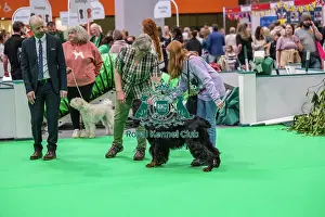 Gordon Setter Prints: Have a Go