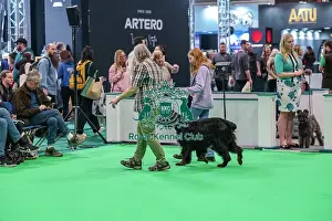 Gordon Setter Prints: Have a Go