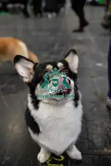 8775 Welsh corgi in rare colours for a Pembroke