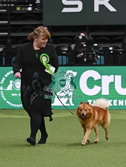 Finnish Spitz Prints: Abby Rolph, from Sommerset, with Thunder