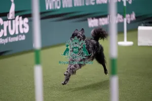 Friday Prints: ABC Agility