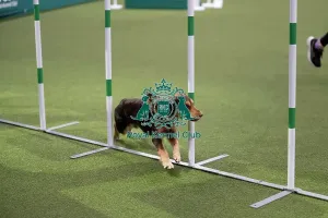 Friday Prints: ABC Agility