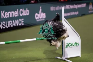 Friday Prints: ABC Agility