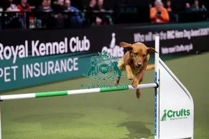 Friday Prints: ABC Agility