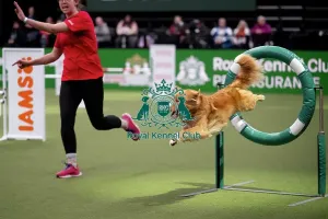 Friday Prints: ABC Agility