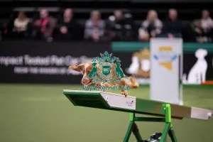Agility Prints: ABC Agility