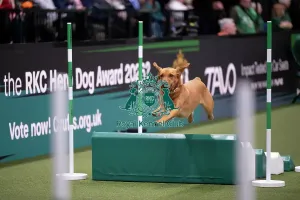 Agility Prints: ABC Agility