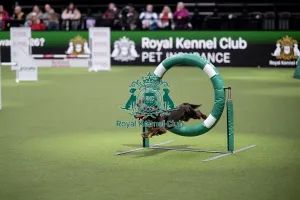 Agility Prints: ABC Agility
