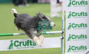 Crufts 2026 Agility Prints: ABC Agility - Agility Jumping, Crufts 2026
ABC Agility - Agility Jumping, Crufts 2026