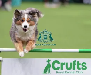 Crufts 2026 Agility Prints: ABC Agility - Agility Jumping, Crufts 2026
ABC Agility - Agility Jumping, Crufts 2026