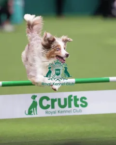 Crufts 2026 Agility Prints: ABC Agility - Agility Jumping, Crufts 2026
ABC Agility - Agility Jumping, Crufts 2026