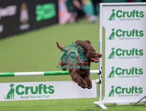 Crufts 2026 Agility Prints: ABC Agility - Agility Jumping, Crufts 2026
ABC Agility - Agility Jumping, Crufts 2026
