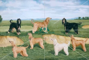 Acklam Afghan Hounds Acklam Afghan Hounds