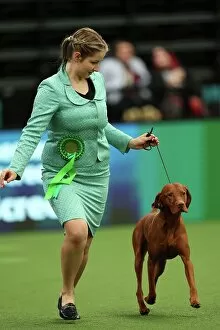 Official photos from Crufts 2023: Adela Zafar from Woking with Hunter, a Hungarian Vizsla, which was the Best of Breed winner today