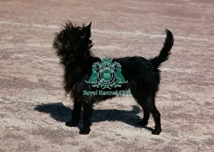 Affenpinscher