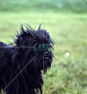 Affenpinscher
