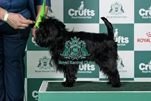Saturday Prints: Affenpinscher Best of Breed Crufts 2026