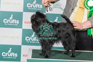 Affenpinscher BOB
