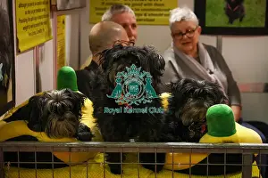 Affenpinschers at Discover Dogs