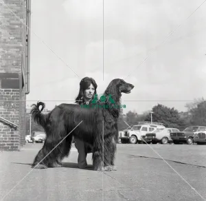 Afghan Hound
