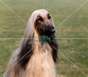 Afghan Hound