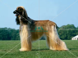 Afghan Hound