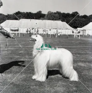 Afghan Hound