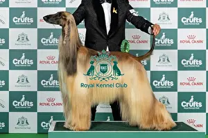 Afghan Hound Prints: Afghan Hound Best of Breed Crufts 2026