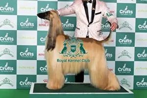 Afghan Hound BOB