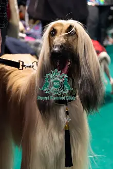 Afghan Hound Prints: An Afghan Hound Amongst Stalls