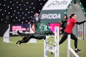 Crufts 2026 Agility Prints: Agility Championships Intermediate/Large final
