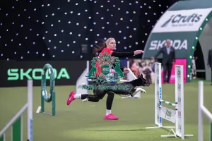 Crufts 2026 Agility Prints: Agility Championships Intermediate/Large final